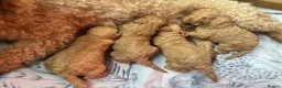 Miniature Poodle dogs for sale: Miniature Poodle puppies  - Advert 16