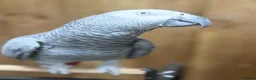 Parakeets birds for sale: African grey tamed and talk - Advert 7