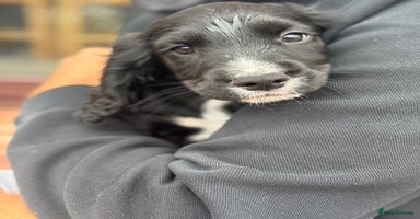 Sprocker dogs - Advert 8