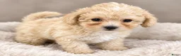 Toy Poodle dogs for sale: KC Toy Poodles gorgeous litter of 4 - Advert 4