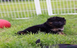 German Shepherd dogs for sale: 🐾🖤 Top-Quality Purebred German Shepherd Puppies - Image 18