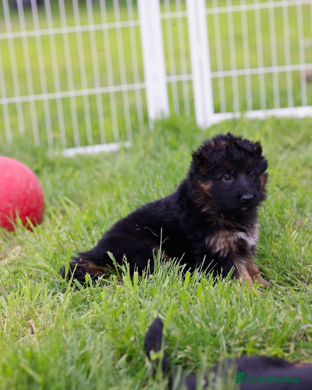 German Shepherd dogs for sale: 🐾🖤 Top-Quality Purebred German Shepherd Puppies - Image 18