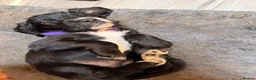 Cocker Spaniel dogs for sale: Beautiful Cocker Spaniel Puppies  - Advert 3