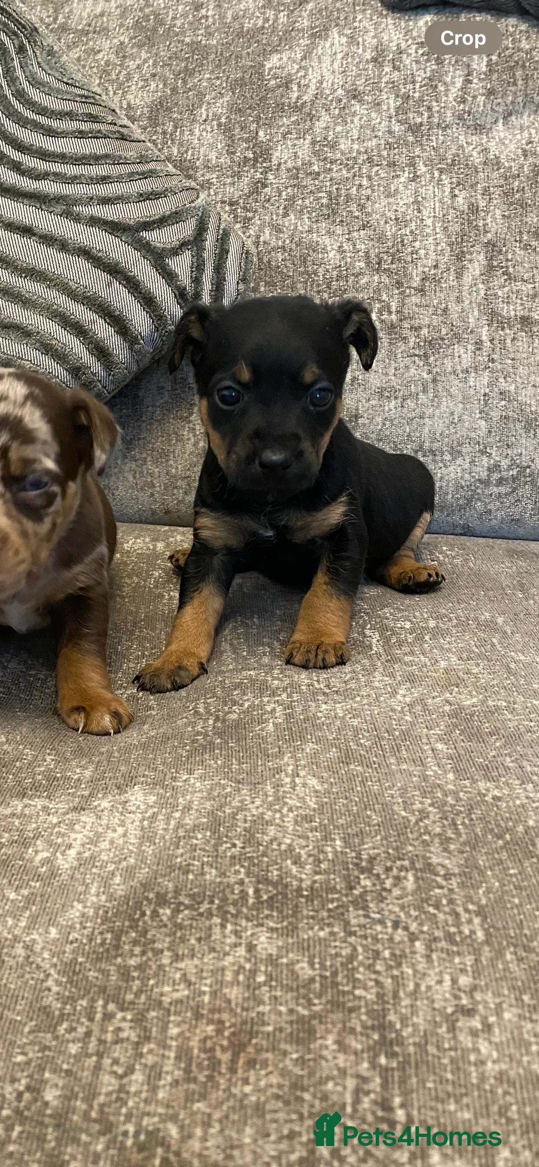 Jack Russell dogs for sale: 5 beautiful jack russell puppies  - Advert 6