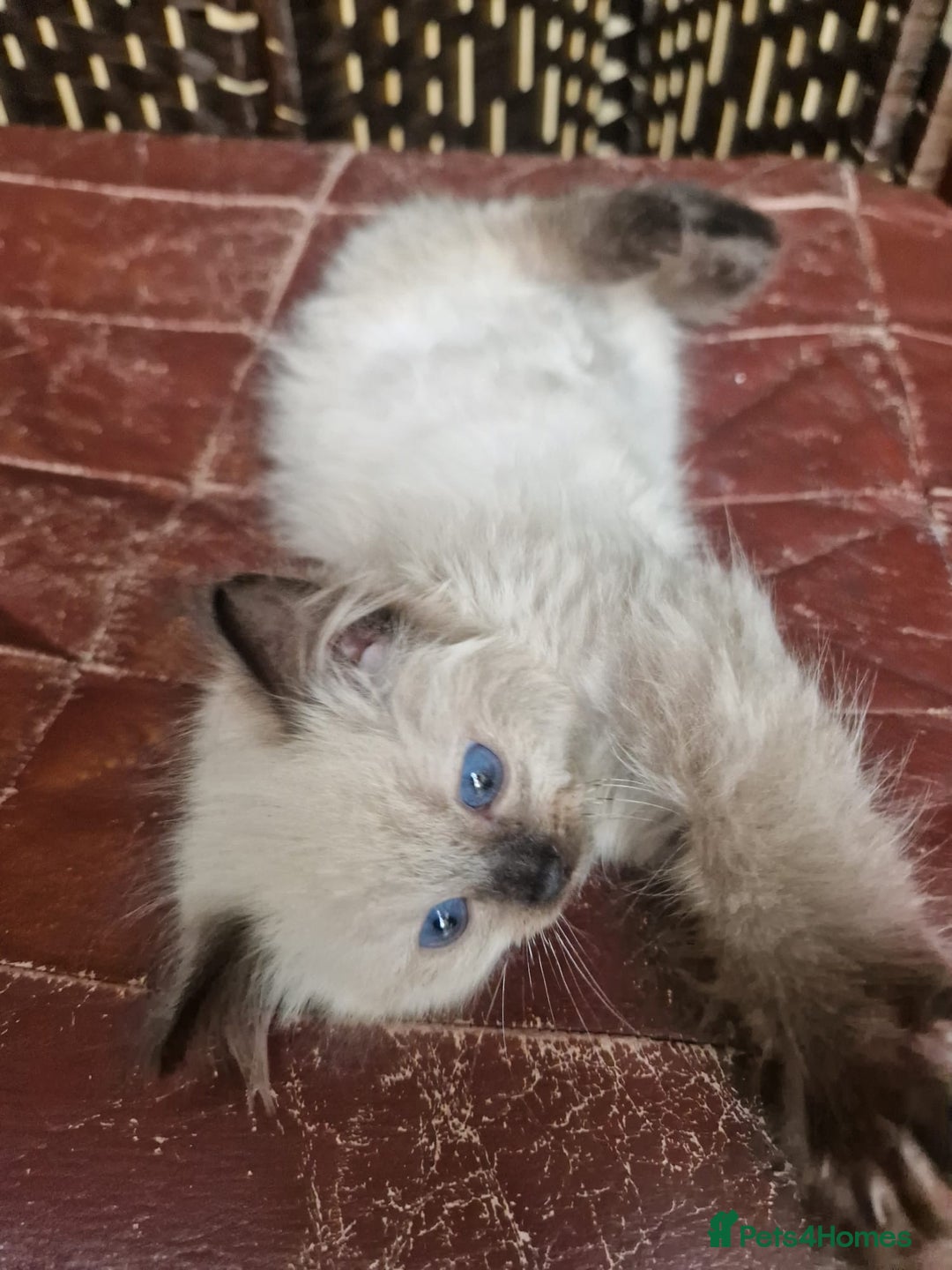 Ragdoll cats for sale: 1 sweet Ragdoll boy looks for a loving family  - Image 23