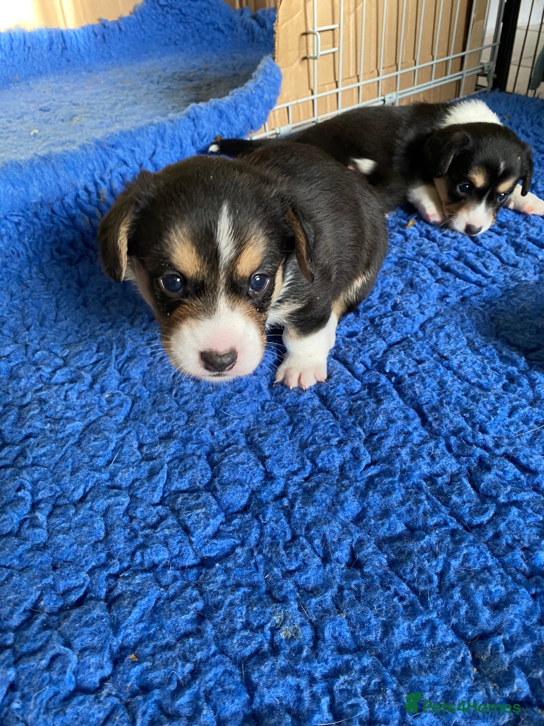 Welsh Corgi Cardigan dogs for sale: WELSH CARDIGAN CORGI BABIES - Advert 31