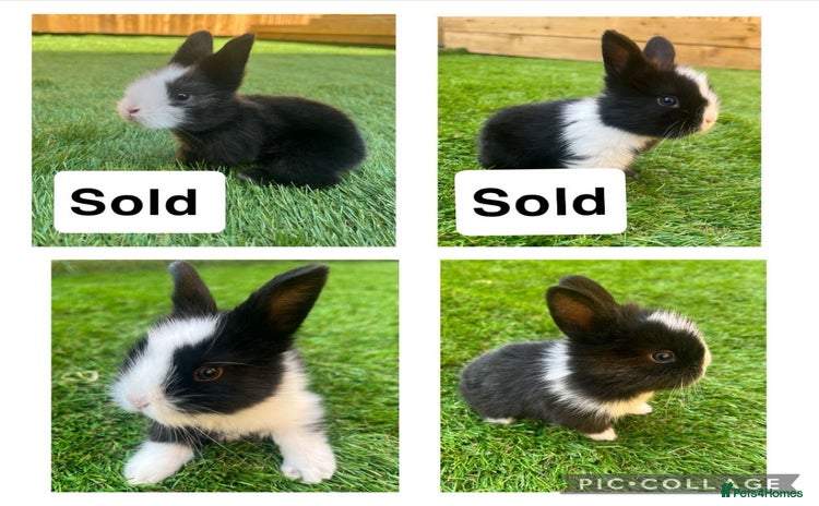 Lionhead rabbits - Advert 16