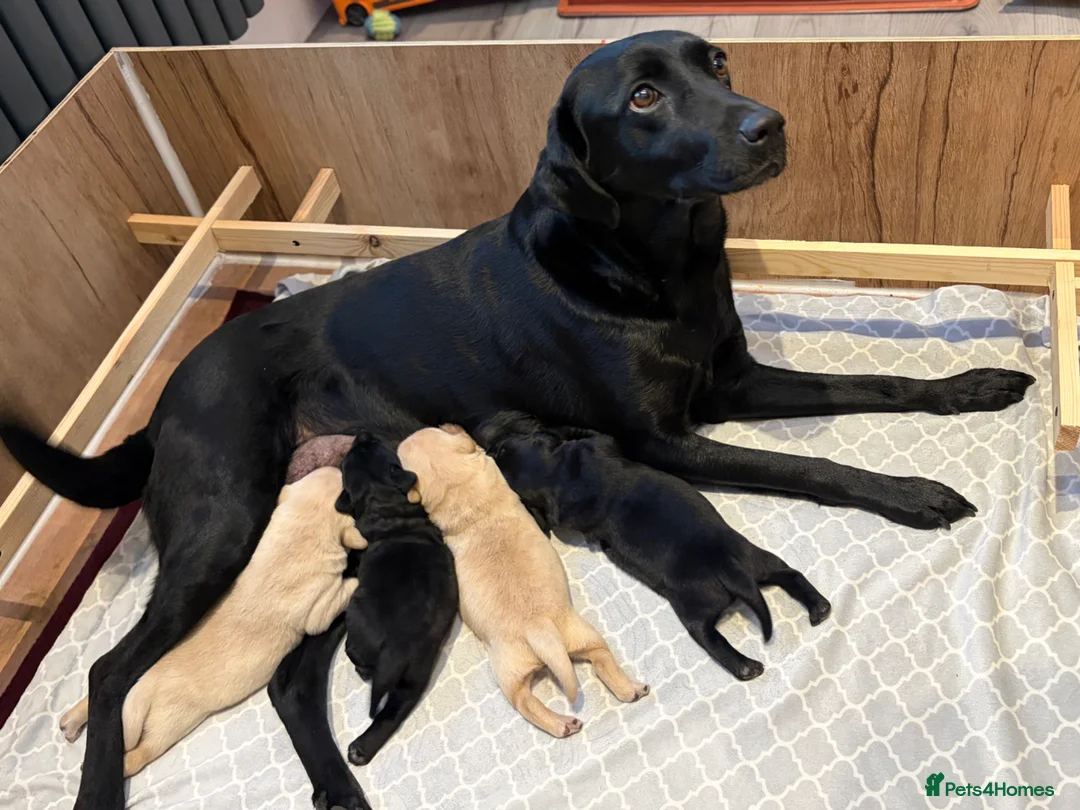 Labrador Retriever dogs for sale: 🐾 KC Registered Labrador Puppies 🐾 - Advert 7