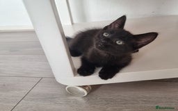 European cats for sale: Black male kitten - Image 1