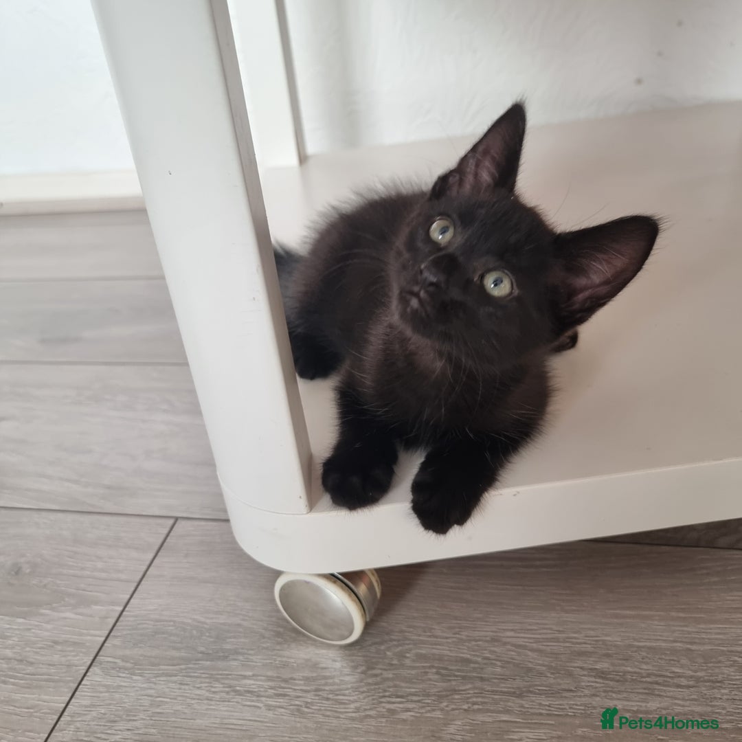 European cats for sale: Black male kitten - Image 1