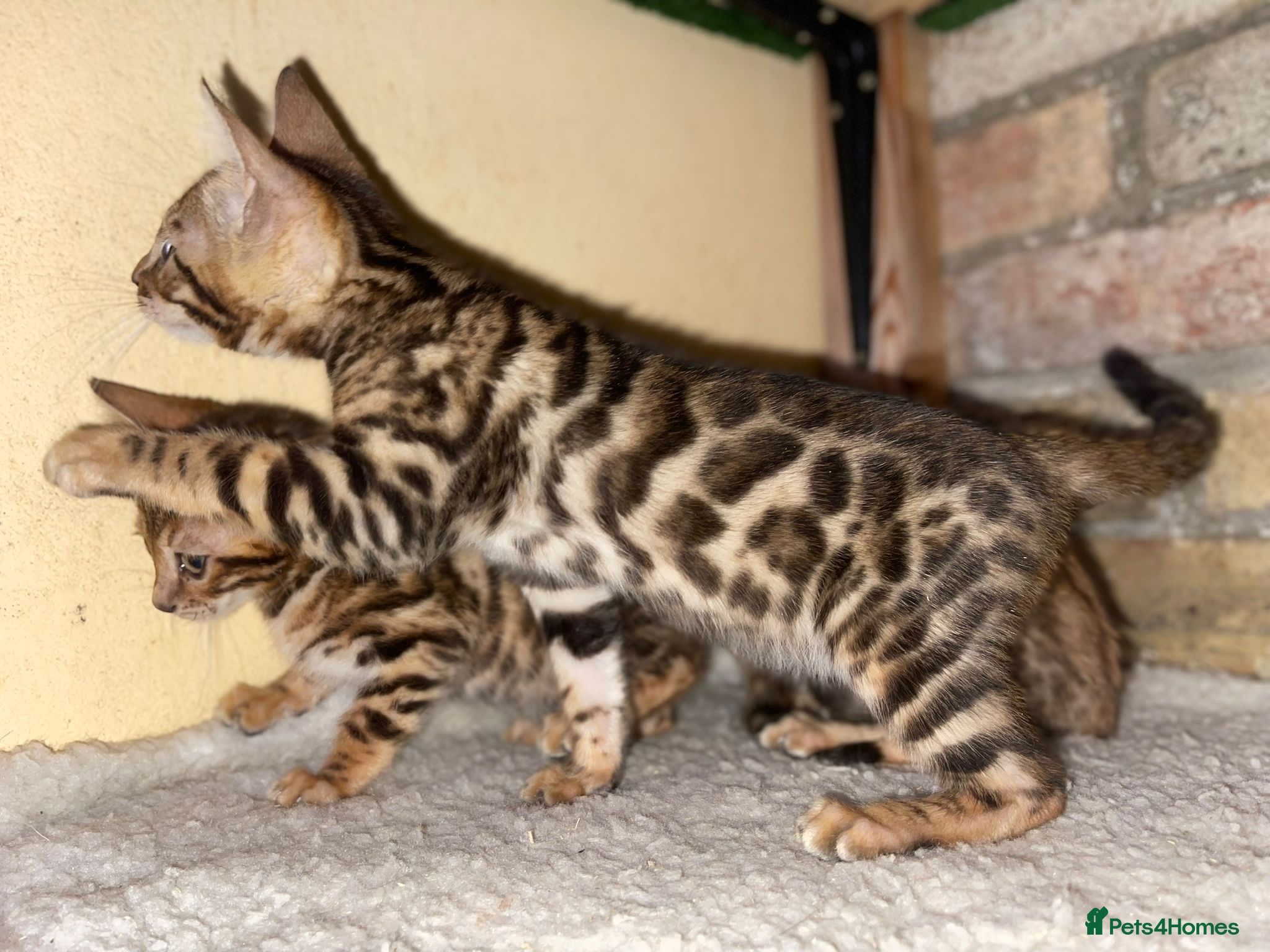 Bengal cats Top quality pure breed Bengal kittens for sale - Advert 1