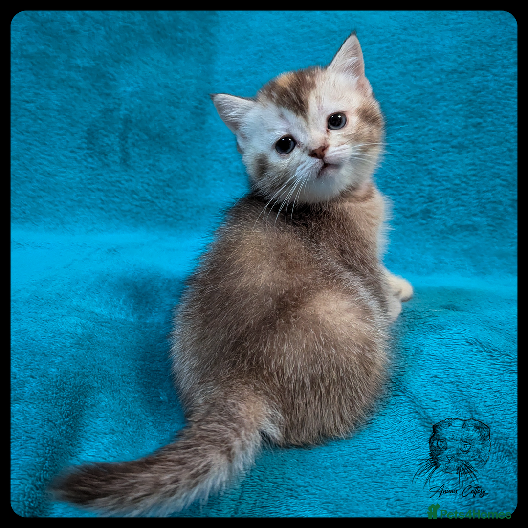 Scottish Fold cats for sale: TICA Registered Scottish kittens - Image 15