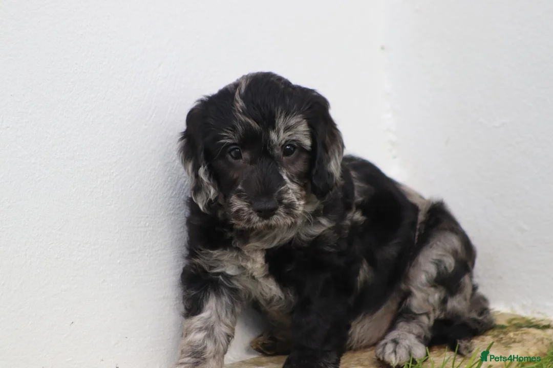 Cockapoo dogs for sale: Beautiful Cockapoo puppies for sale  - Advert 39