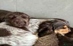 Cocker Spaniel dogs for sale: Ready to go last chocolate show cocker spaniel - Image 12