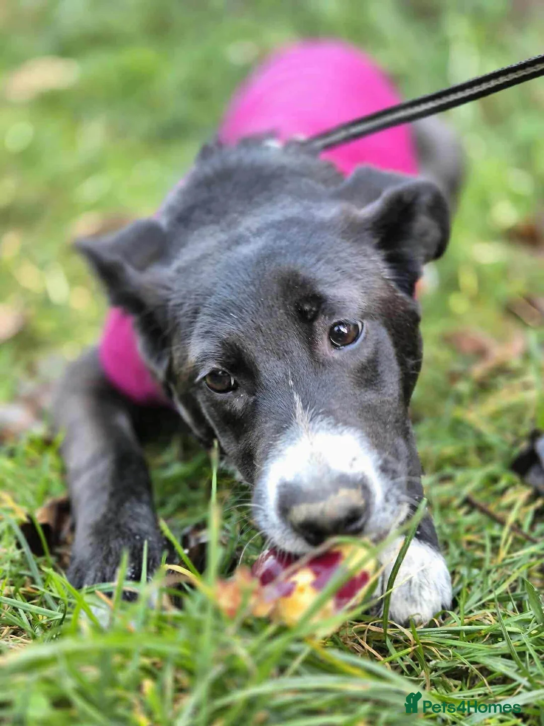 Mixed Breed dogs for adoption: FLEUR-happy&playful girl/ loves dogs/ affectionate - Advert 7