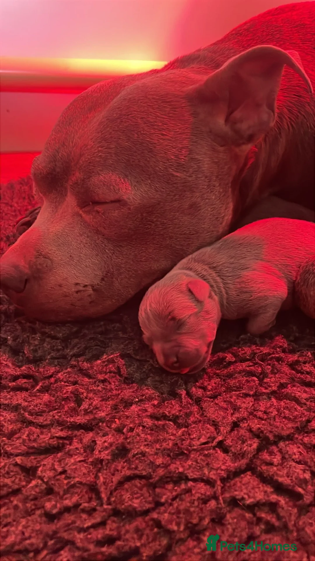 Staffordshire Bull Terrier dogs for sale: Staffordshire bull terrier pups blue kc - Advert 2