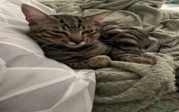 Mixed Breed cats for sale: 7 month old male cat  - Image 1