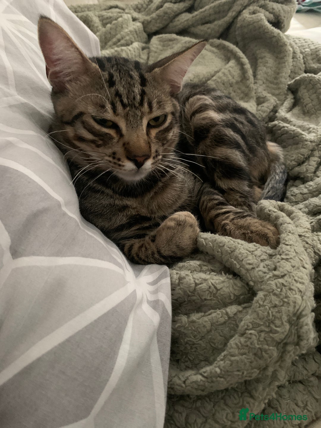 Mixed Breed cats for sale: 7 month old male cat  - Image 1
