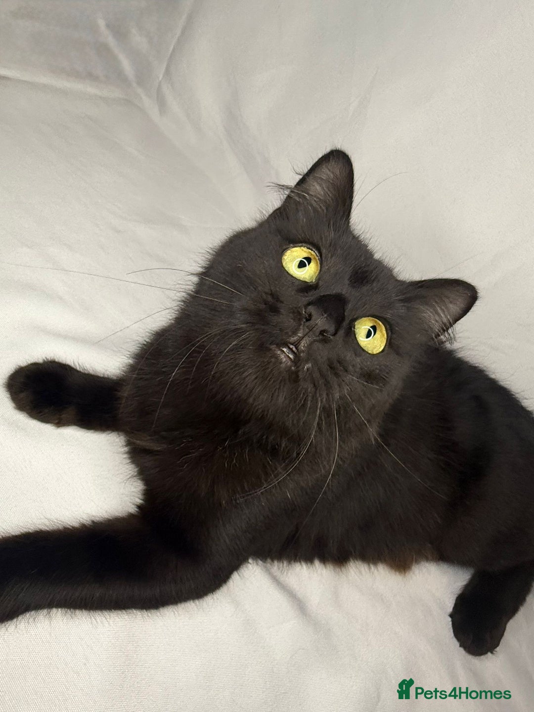 Mixed Breed cats for adoption: Bingo the rescue cat needs her own home - Advert 5