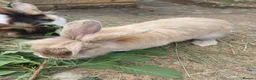 Mini Lion Lop rabbits for sale: 9 Mini Lion Lops For Sale - Advert 8