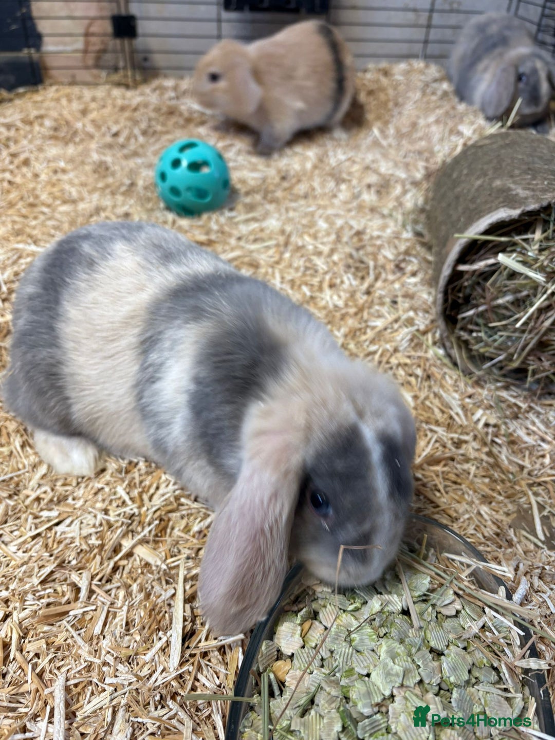 Mini Lop rabbits for sale: 🐰 Beautiful Mini Lop Ear Rabbits Available🐰 - Advert 4
