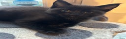 Maine Coon cats for sale: Only 2 kittens left - Maine Coon cross kittens RTL - Advert 4