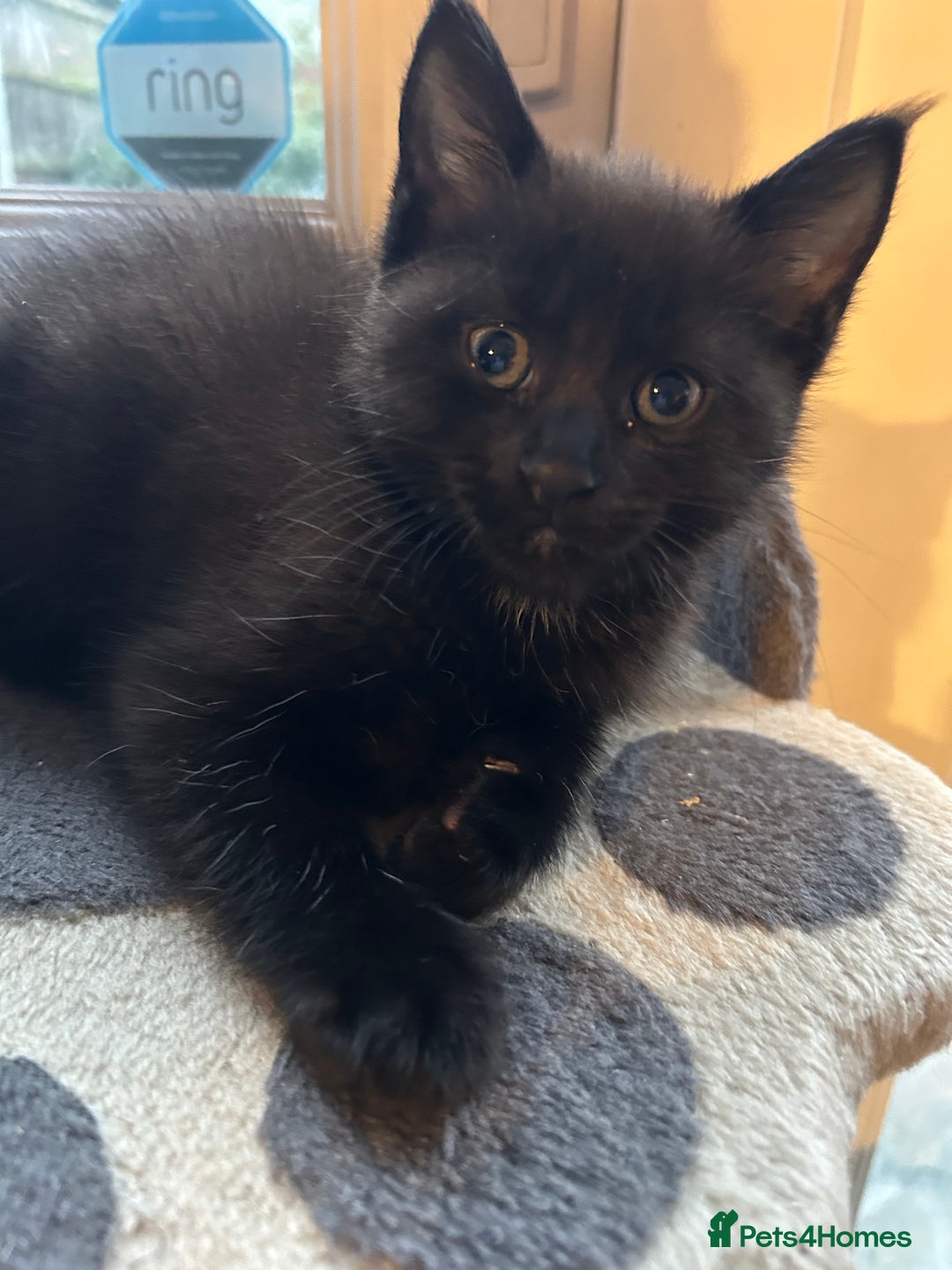 Maine Coon cats for sale: Only 2 kittens left - Maine Coon cross kittens RTL - Advert 4