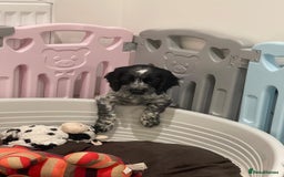 Cocker Spaniel dogs for sale: working cocker spaniel puppies for sale - Image 6