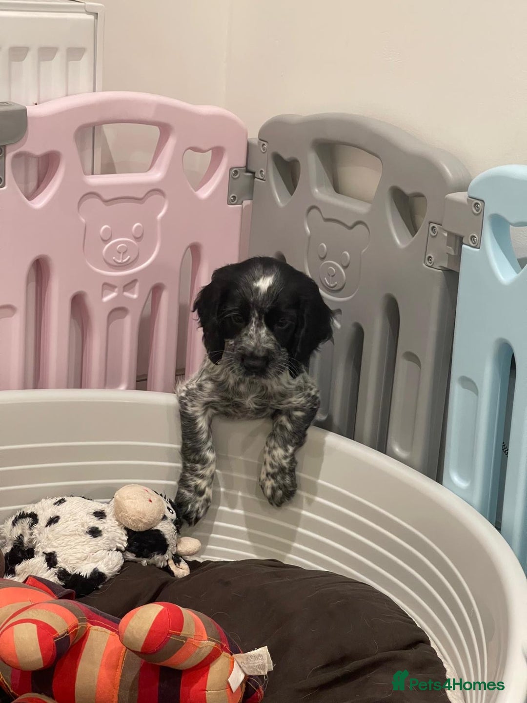 Cocker Spaniel dogs for sale: working cocker spaniel puppies for sale - Image 6