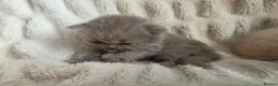 British Longhair cats for sale: GCCF Stunning Lilac British Longhair  - Advert 6