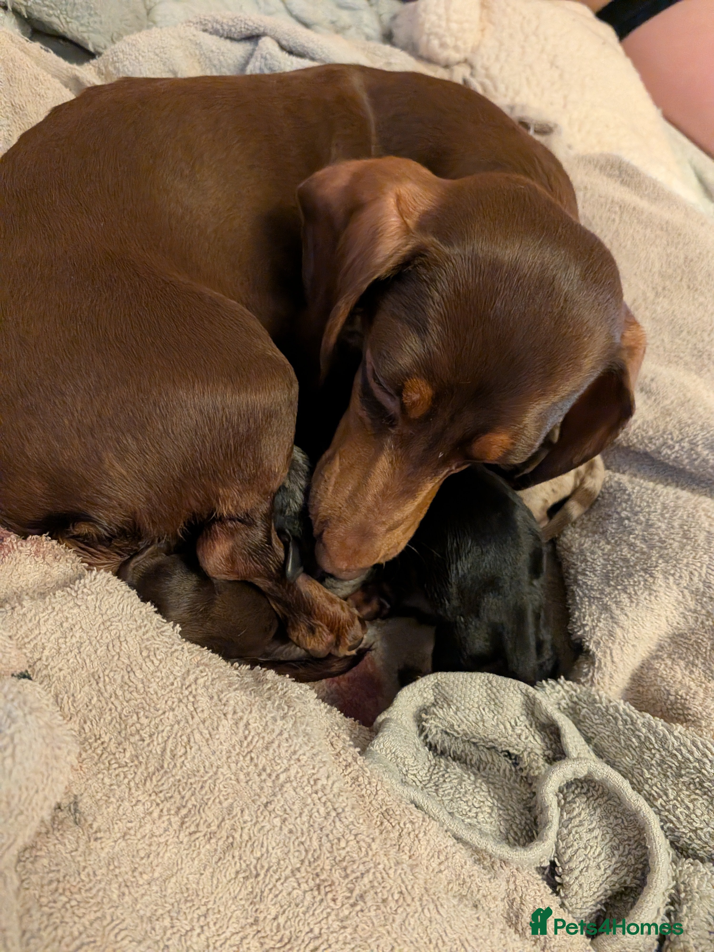 Penny 