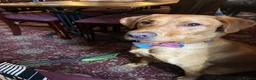Labrador Retriever dogs for stud: 1st time stud deal KC Reg and fully health tested. in Glenrothes - Advert 4