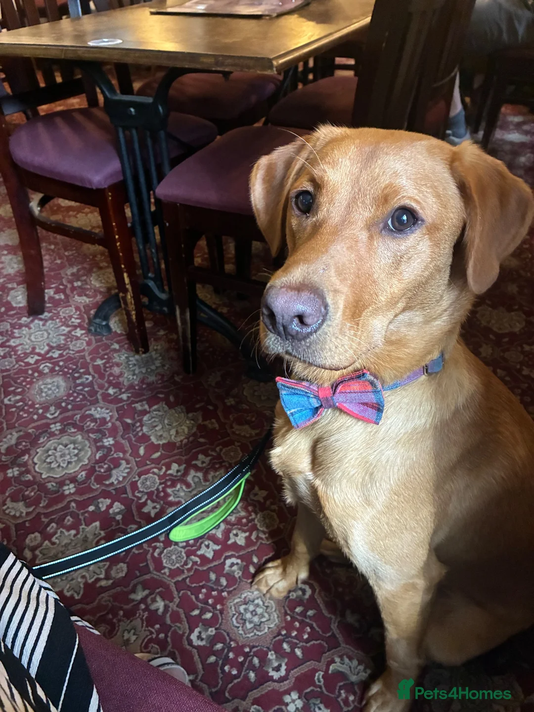 Labrador Retriever dogs for stud: 1st time stud deal KC Reg and fully health tested. in Glenrothes - Advert 4