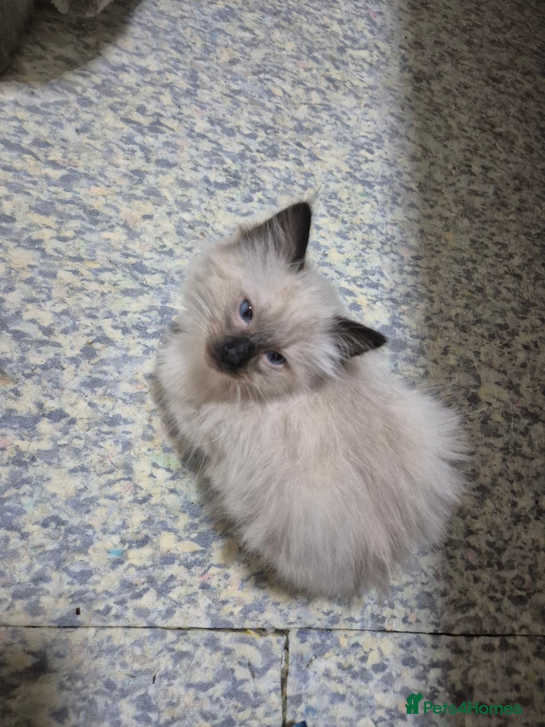 Ragdoll cats for sale: Pure ragdoll male kitten - Advert 3
