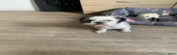 Shih Tzu dogs for sale: Beautiful puppies  - Advert 1