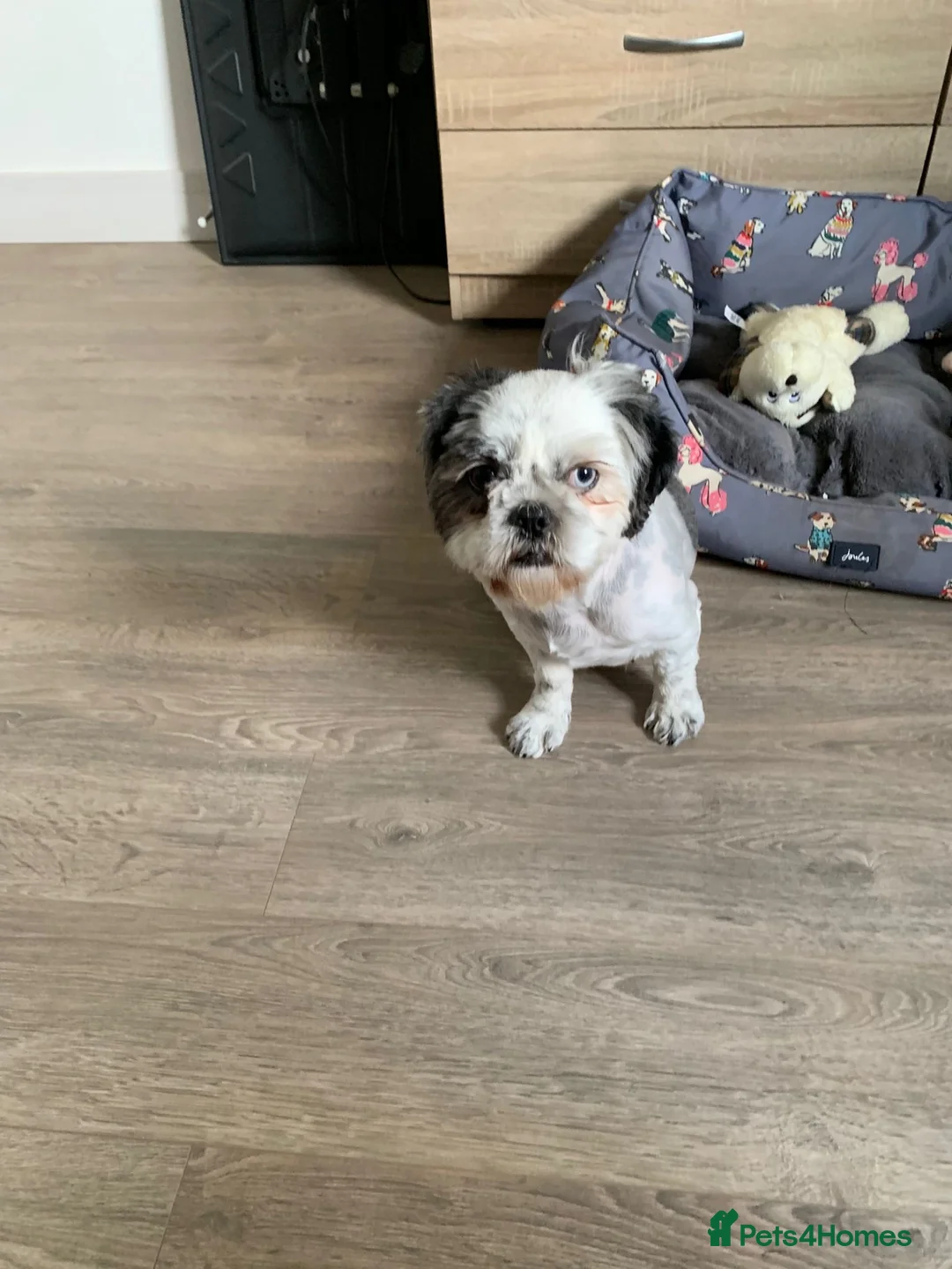 Shih Tzu dogs for sale: Beautiful puppies  - Advert 1
