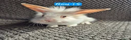 Mini Lion Lop rabbits for sale: Mini Lion Lop Bunnies - Advert 13