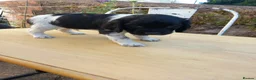 English Springer Spaniel dogs for sale: Traditional working English Springer spaniel  - Advert 12