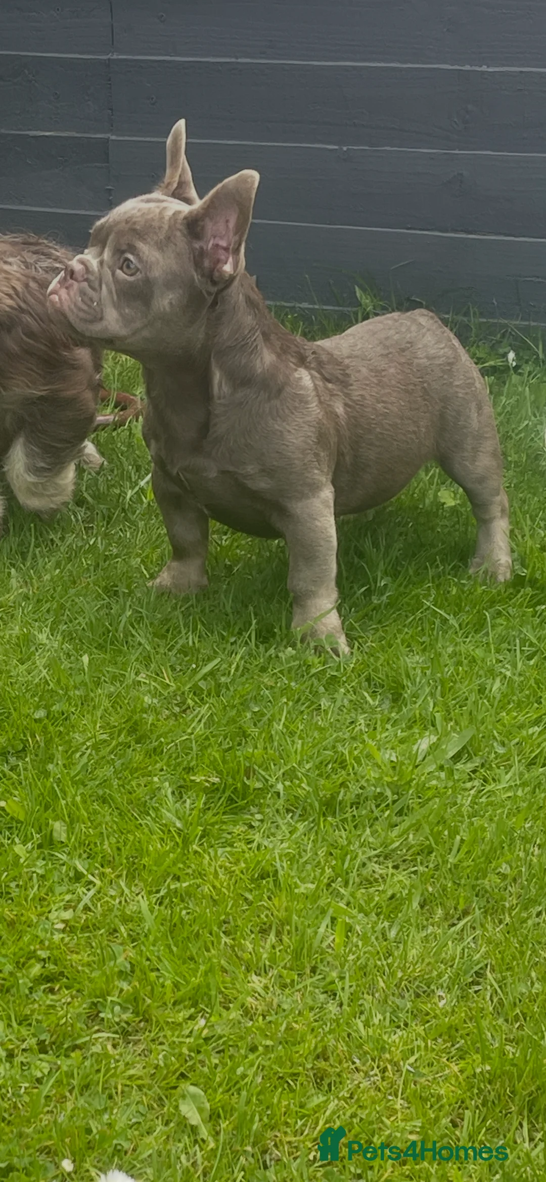 French Bulldog dogs for sale: Puppy s looking for there forever home - Advert 2