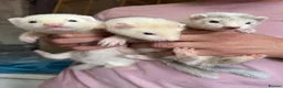 Ferret rodents for sale: Hob ferrets  - Advert 2