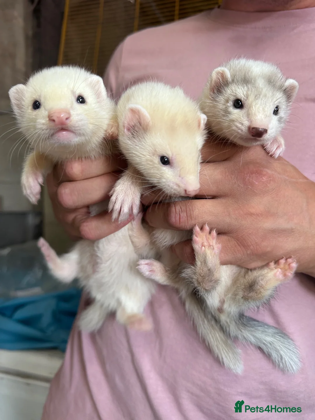 Ferret rodents for sale: Hob ferrets  - Advert 2