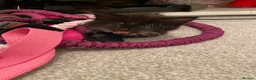Mixed Breed cats for sale: 3 cats  in Boston - Advert 12