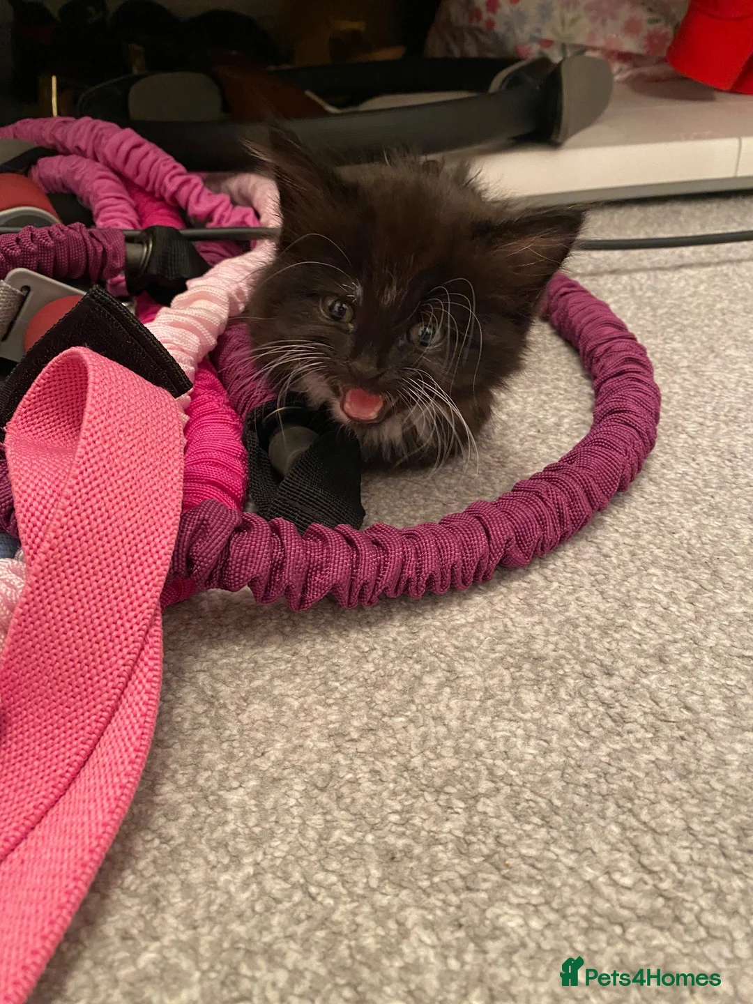 Mixed Breed cats for sale: 3 cats  in Boston - Advert 12