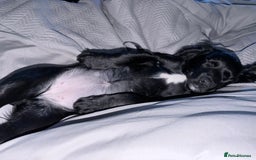 Cocker Spaniel dogs for sale: 12 week old cocker spaniel - Image 4