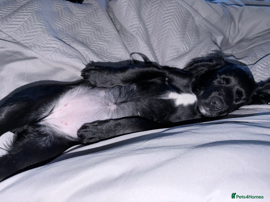 Cocker Spaniel dogs for sale: 12 week old cocker spaniel - Image 4