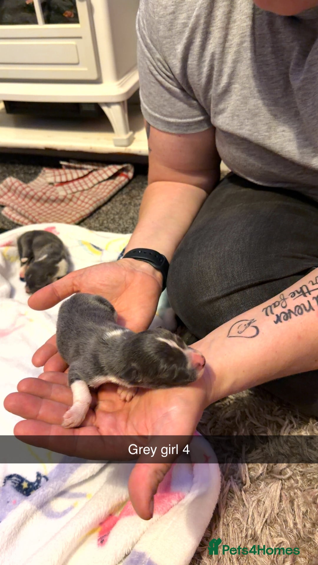 Border Collie dogs for sale: 10 amazing puppies - Advert 11