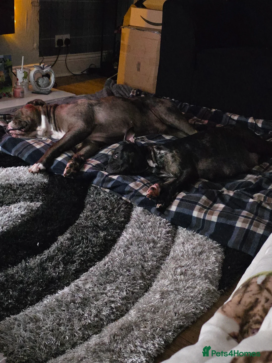 Mixed Breed dogs for sale: Female Staffy X Alapaha Blue Blood Bulldog Pups - Advert 19