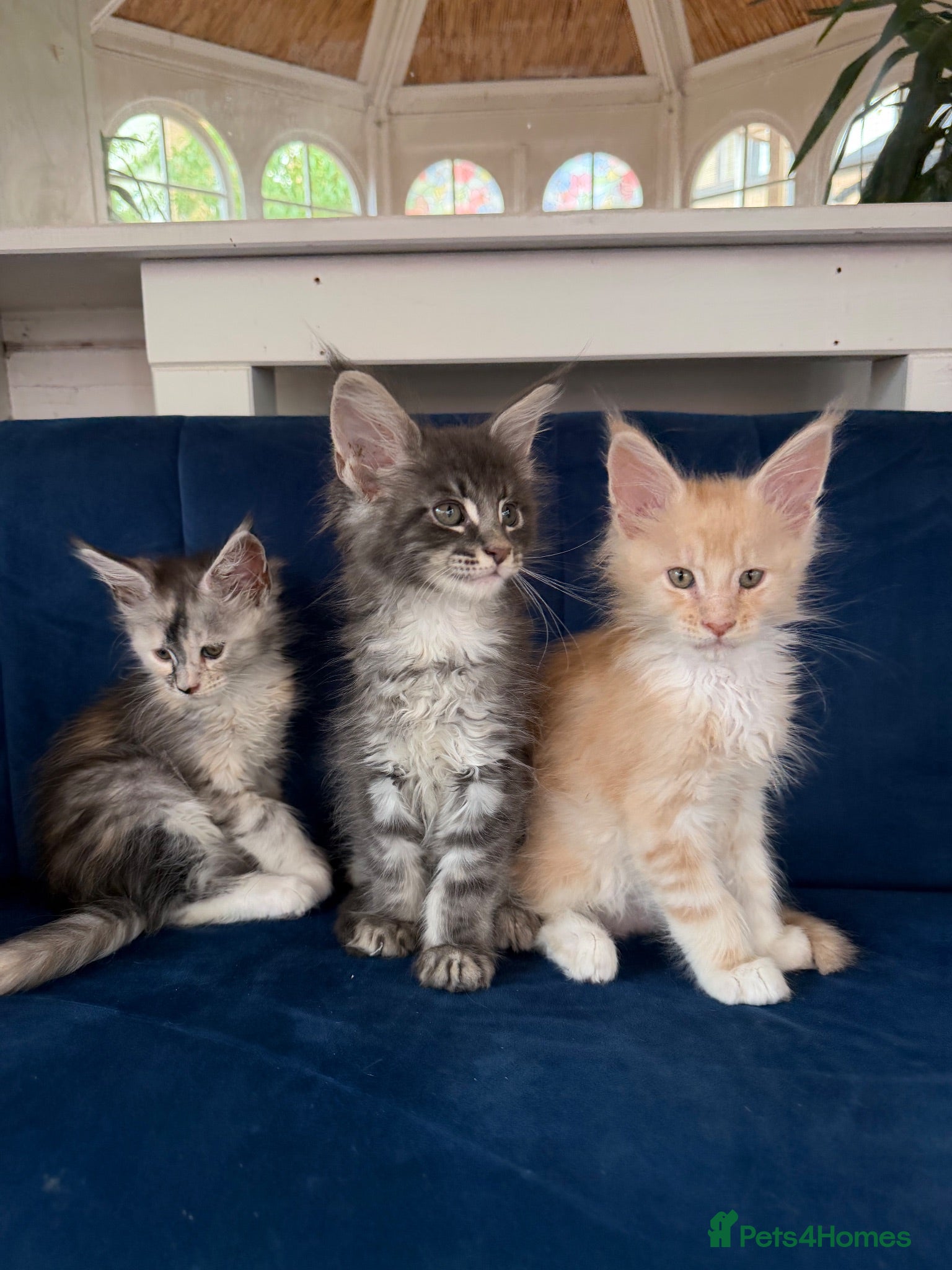 Maine Coon cats European Pure-Breed Maine Coon Kittens, Ready Now! - Advert 11