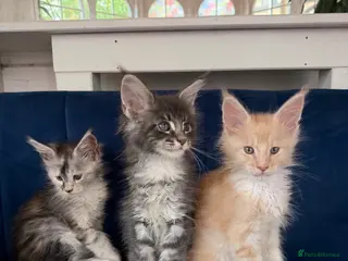 Maine Coon cats European Pure-Breed Maine Coon Kittens, Ready Now! - Advert 11