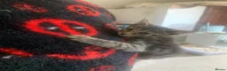Mixed Breed cats for sale: Savannah x Domestic Black Tom Cat - Advert 9